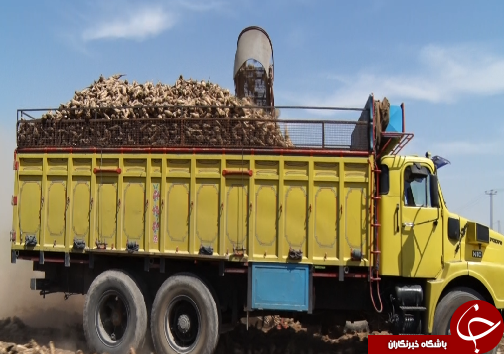 برداشت چغندرقند، کام تلخ کشاورزان را شیرین نکرد/رسیدن به خودکفایی در تولید شکر، توجه مسئولان را می&zwnj;طلبد+فیلم