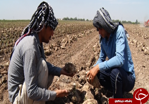 برداشت چغندرقند، کام تلخ کشاورزان را شیرین نکرد/رسیدن به خودکفایی در تولید شکر، توجه مسئولان را می&zwnj;طلبد+فیلم