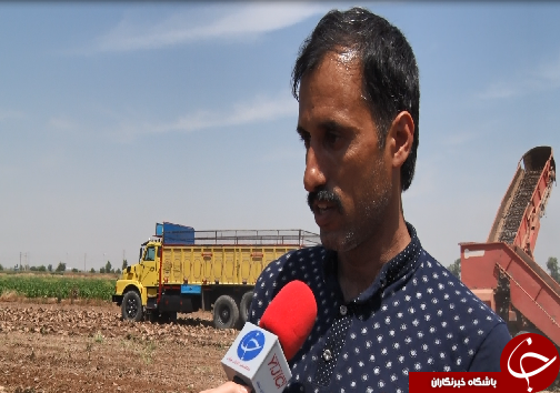 برداشت چغندرقند، کام تلخ کشاورزان را شیرین نکرد/رسیدن به خودکفایی در تولید شکر، توجه مسئولان را می&zwnj;طلبد+فیلم