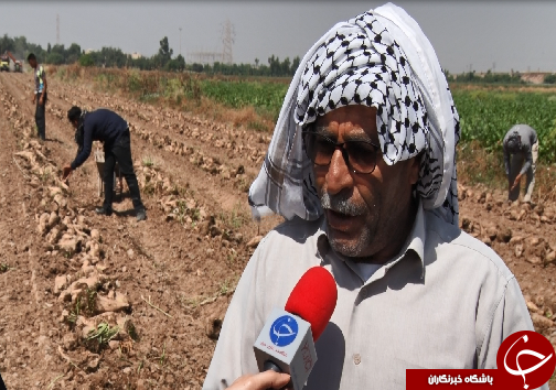 برداشت چغندرقند، کام تلخ کشاورزان را شیرین نکرد/رسیدن به خودکفایی در تولید شکر، توجه مسئولان را می&zwnj;طلبد+فیلم