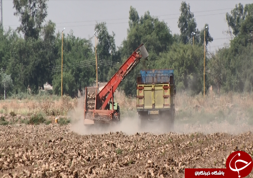 برداشت چغندرقند، کام تلخ کشاورزان را شیرین نکرد/رسیدن به خودکفایی در تولید شکر، توجه مسئولان را می&zwnj;طلبد+فیلم