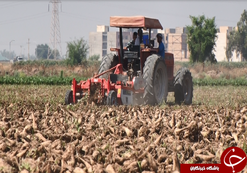 برداشت چغندرقند، کام تلخ کشاورزان را شیرین نکرد/رسیدن به خودکفایی در تولید شکر، توجه مسئولان را می&zwnj;طلبد+فیلم