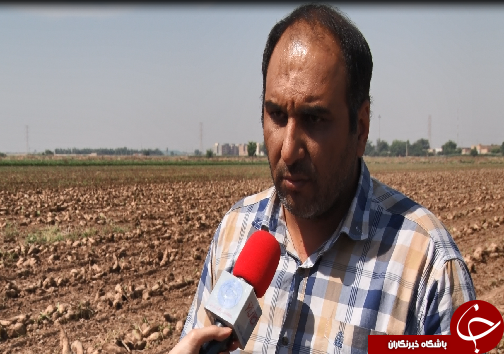 برداشت چغندرقند، کام تلخ کشاورزان را شیرین نکرد/رسیدن به خودکفایی در تولید شکر، توجه مسئولان را می&zwnj;طلبد+فیلم