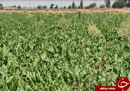 برداشت چغندرقند، کام تلخ کشاورزان را شیرین نکرد/رسیدن به خودکفایی در تولید شکر، توجه مسئولان را می&zwnj;طلبد+فیلم