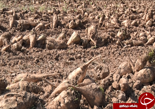 برداشت چغندرقند، کام تلخ کشاورزان را شیرین نکرد/رسیدن به خودکفایی در تولید شکر، توجه مسئولان را می&zwnj;طلبد+فیلم