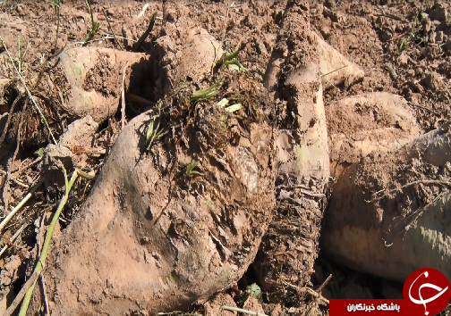 برداشت چغندرقند، کام تلخ کشاورزان را شیرین نکرد/رسیدن به خودکفایی در تولید شکر، توجه مسئولان را می&zwnj;طلبد+فیلم