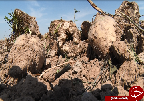 برداشت چغندرقند، کام تلخ کشاورزان را شیرین نکرد/رسیدن به خودکفایی در تولید شکر، توجه مسئولان را می&zwnj;طلبد+فیلم