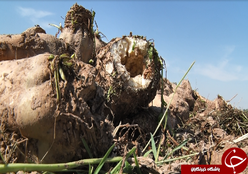 برداشت چغندرقند، کام تلخ کشاورزان را شیرین نکرد/رسیدن به خودکفایی در تولید شکر، توجه مسئولان را می&zwnj;طلبد+فیلم