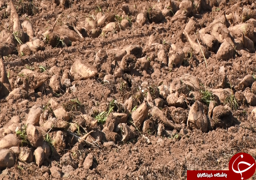 برداشت چغندرقند، کام تلخ کشاورزان را شیرین نکرد/رسیدن به خودکفایی در تولید شکر، توجه مسئولان را می&zwnj;طلبد+فیلم