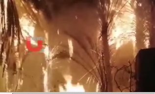 آتشسوزی گسترده در نخلستانهای جومه الجندل در عربستان آتشسوزی گسترده در نخلستانهای جومه الجندل در عربستان