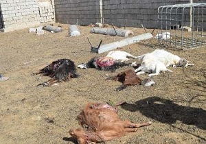 حمله گرگ به گوسفندان در بویین زهرا