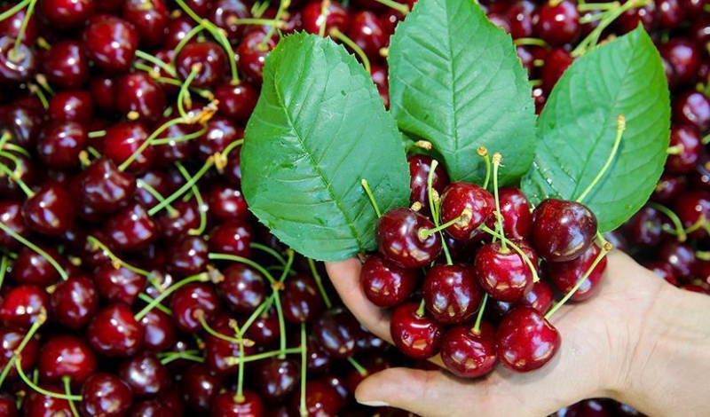 پیش بینی برداشت ۵۵ تن گیلاس در باخرز