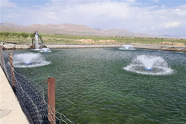رهاسازی ۹۰ هزار قطعه بچه ماهی در استخر‌های جوین