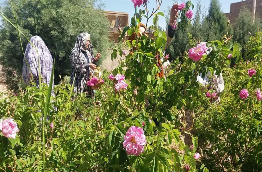 برداشت گل محمدی در شمال دامغان