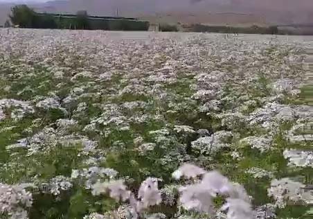 مزارع کشاورزی گشنیز در «نهاوند» + فیلم