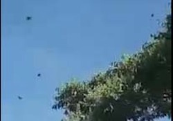 هجوم پروانه&zwnj;ها در مراغه + فیلم