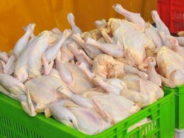 مرغداران استان سمنان حق هر گونه افزایش قیمتی را نخواهند داشت