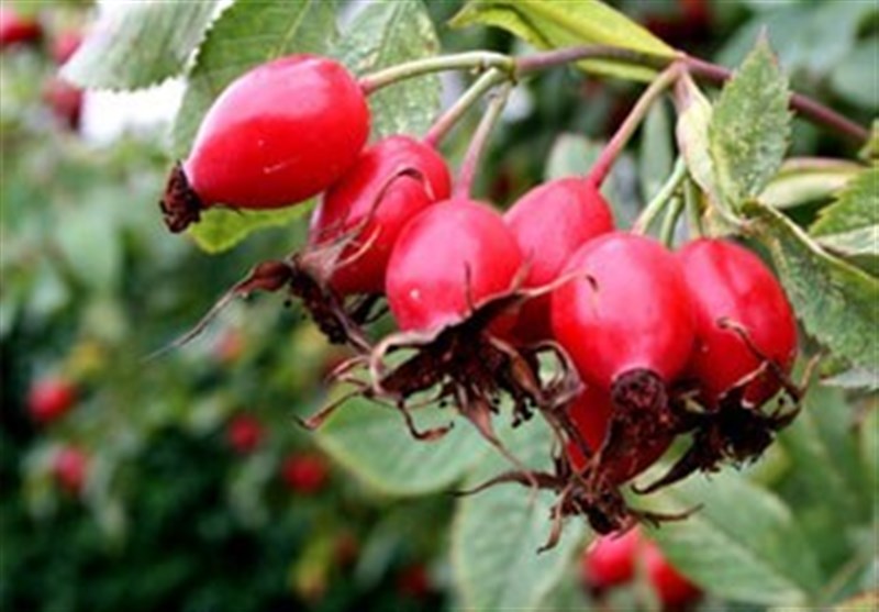 میوه&zwnj;ای شگفت&zwnj;انگیز برای دفع سنگ کلیه و سنگ کیسه صفرا