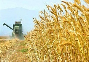 کشاورزان یزدی کار برداشت جو از مزارع خود را آغاز کردند