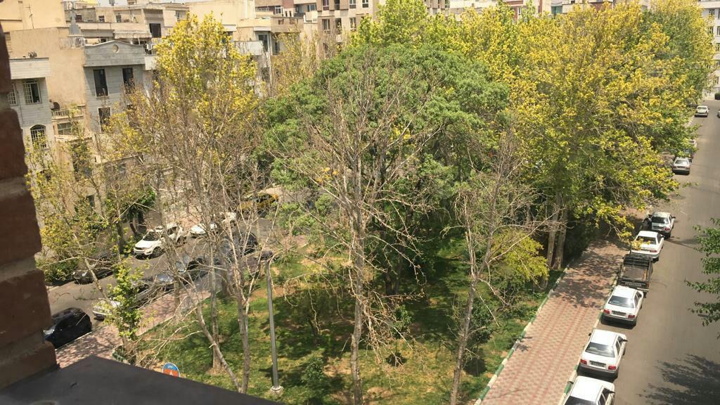 پشت پرده قطع درختان میدان 8 نارمک