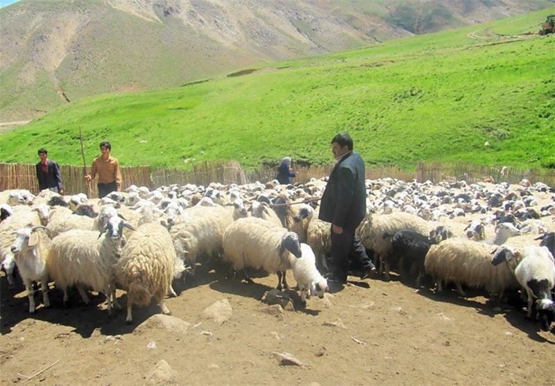 آموزش دامداران جنوب کرمان درمبارزه با تب کنگو