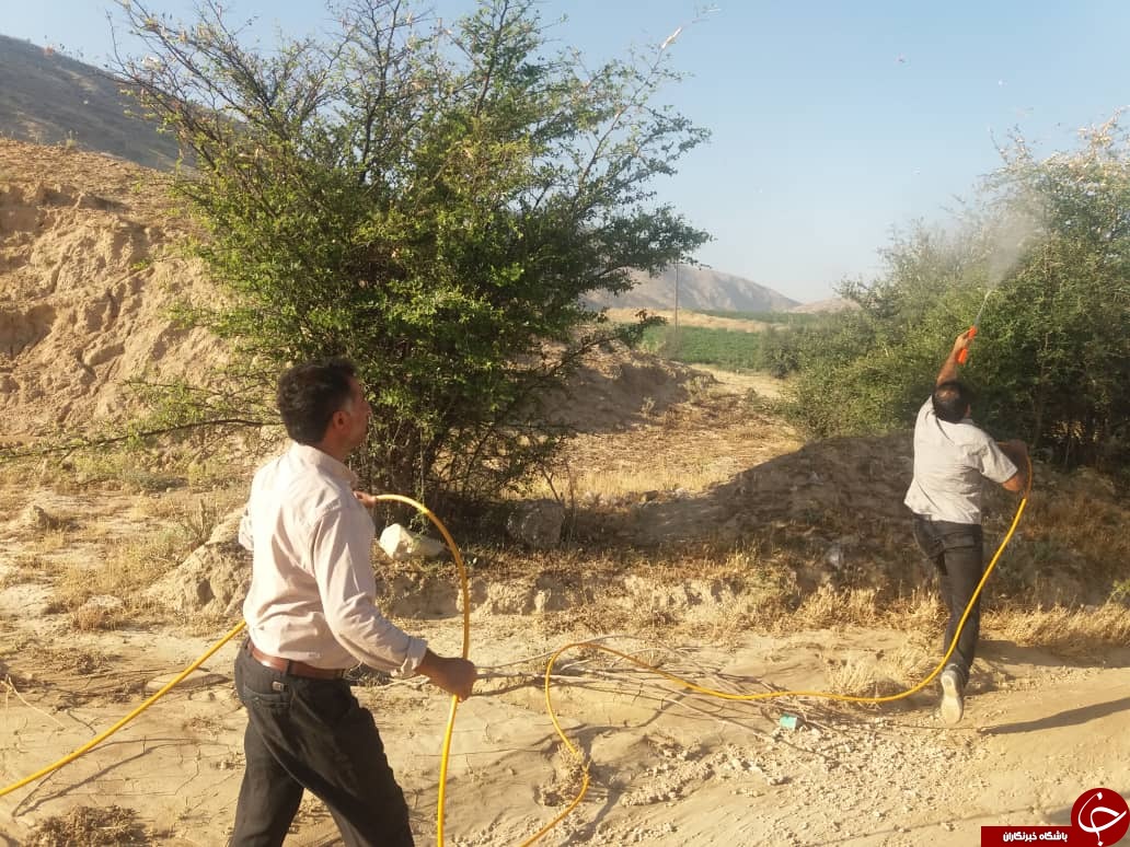 آغاز سمپاشی علیه آفت ملخ صحرایی در کازرون