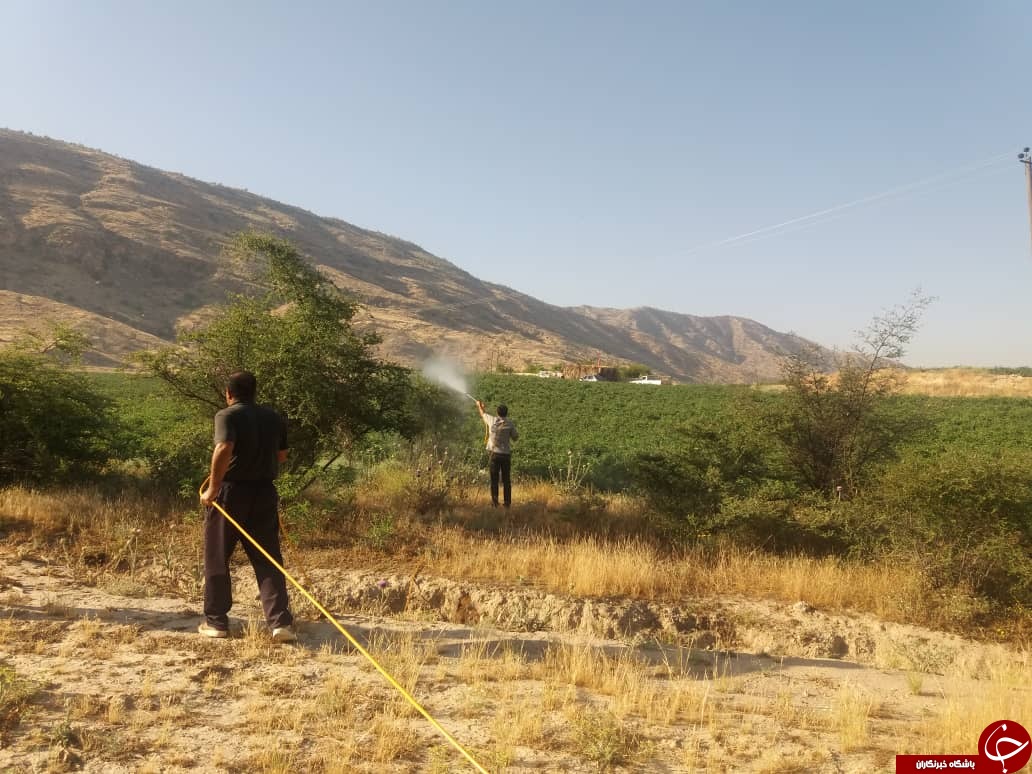 آغاز سمپاشی علیه آفت ملخ صحرایی در کازرون