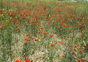 خودنمایی گل‌های همیشه عاشق در «سینقان» + فیلم