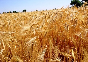 برداشت بیش از ۴۷ هزار تن دانه طلایی از مزارع امیدیه
