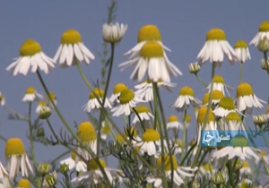 اختراع ماده&zwnj;ای برای مقابله با اچ آی وی تا روایتی از زندگی برادران دوقلو + فیلم
