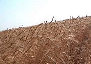 برداشت گندم در قم از هفته گذشته آغاز شده است