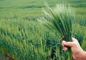 پیش بینی برداشت ۳۴۰ هزار تن جو در همدان