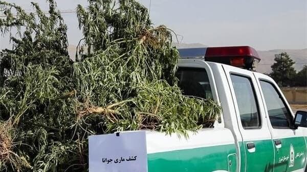 توضیحات دبیر شورای هماهنگی مبارزه با مواد مخدر تهران در مورد کشت خشخاش در پایتخت