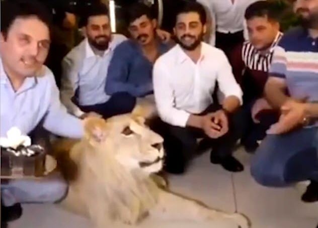 بلایی که صاحب بی وجوان سر شیر در مراسم جشن تولد آورد! + فیلم////