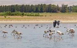 اختصاص اعتبار برای احیای تالاب آق&zwnj;گل/تالاب آق گل ملایر امسال جان تازه گرفت