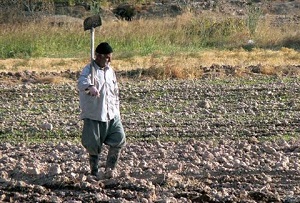 ته کشیدنِ آبِ کشت غله کشاورزان اصفهان