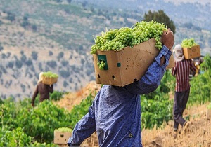 برداشت غوره از تاکستان‌های کارون