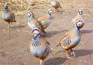 کشف وضبط ۹ قطعه کبک در شهرستان بیجار