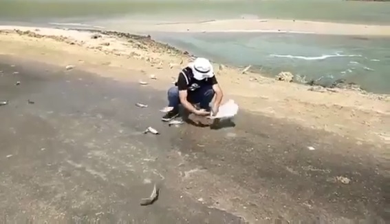 تلف شدن دسته جمعی ماهی ها در استان بوشهر صحت دارد؟