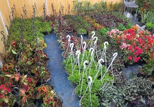 برپایی نمایشگاه های گل و گیاه و صنایع دستی در قزوین