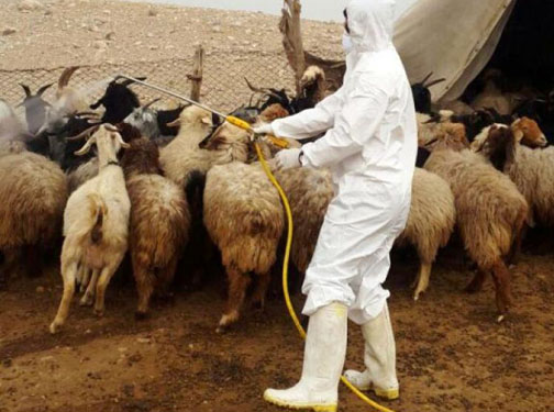 سمپاشی دام ها در مناطق سیل‌زده گلستان