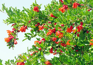 روستای مبارکه تفت میزبان نخستین جشنواره گل انار