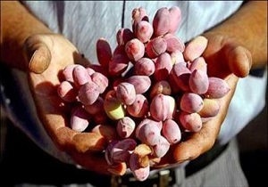 برگزاری کارگاه آموزشی احداث و نگهداری باغات پسته در سنندج /تولید سالانه 15 تن پسته در کردستان