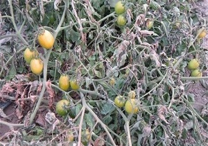 خسارت ۴۰ میلیارد ریالی سرمازدگی به محصولات کشاورزی تیران‌وکرون