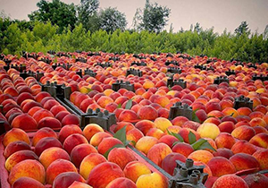 برداشت 25 درصدی هلو از باغ های گلستان