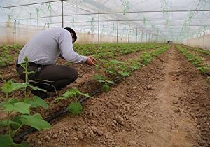 ایجاد ۲۵۰ شغل جدید برای نیازمندان خراسان جنوبی