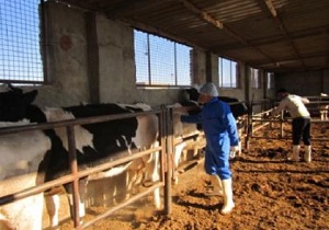 آغاز فاز اول واکسیناسیون تب برفکی دام سنگین در خراسان جنوبی