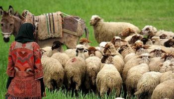 متقاضیان تسهیلات کشاورزی و عشایری به سامانه کارا مراجعه کنند