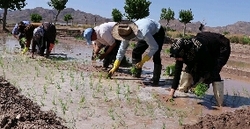 کشت برنج برای اولین بار در جنوب خراسان رضوی
