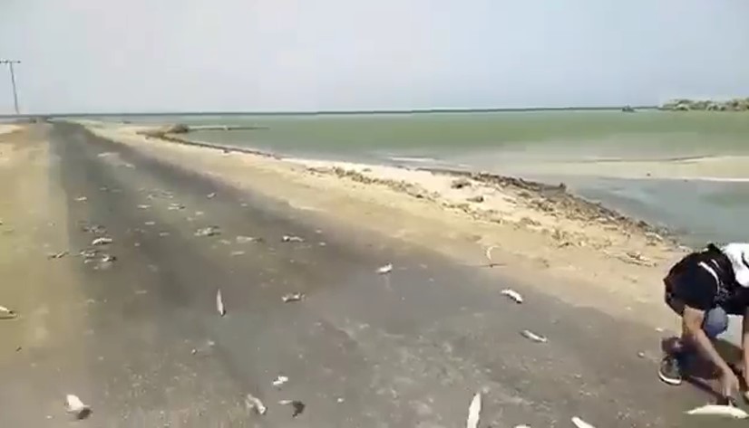 تصویر تلف شدن ماهی‌ها مربوط به استان بوشهر نیست